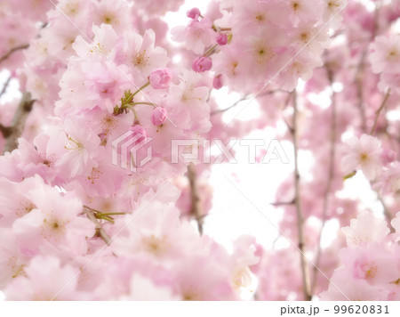 咲き誇る公園の枝垂桜　花にピント　～ソフトフォーカス版 99620831