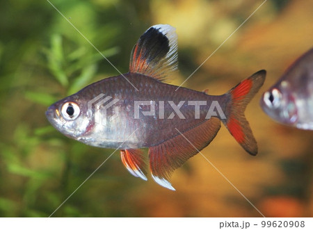 ホワイトフィンロージーテトラ 99620908