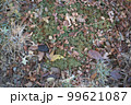 ノスタルジックな秋の小さな森の植物たち 99621087