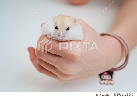 a small white with a red hamster in children's hands. 99621159