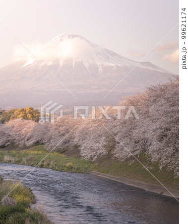 静岡県 龍巌淵 富士山 桜 99621174