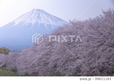 静岡県 龍巌淵 富士山 桜 静岡県 龍巌淵 富士山 桜 99621183