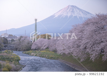 静岡県 龍巌淵 富士山 桜 静岡県 龍巌淵 富士山 桜 99621192