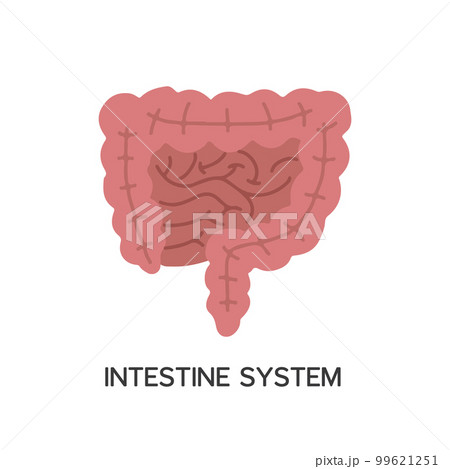 Human Internal organs, cartoon anatomy body part intestinal system, vector illustration 99621251