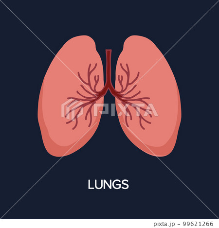 Human Internal organs, cartoon anatomy body part lungs, vector illustration Human Internal organs, cartoon anatomy body part lungs, vector illustration 99621266