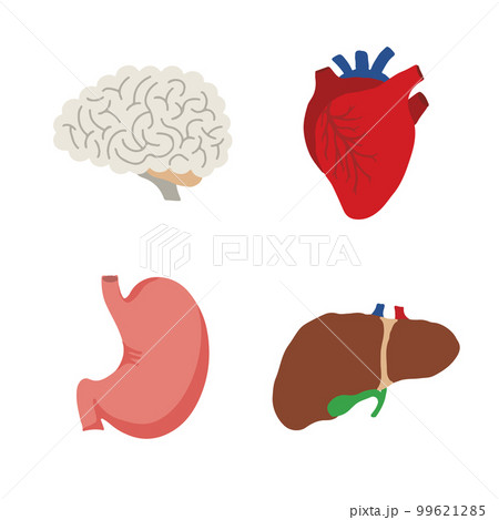 Human Internal organs, cartoon anatomy body parts brain and heart, stomach and liver with gall bladder, vector illustration Human Internal organs, cartoon anatomy body parts brain and heart, stomach and liver with gall bladder, vector illustration 99621285