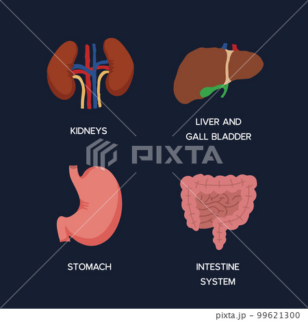Human Internal organs, cartoon anatomy body parts, stomach with intestinal system, kidneys and liver with gall bladder, vector illustration Human Internal organs, cartoon anatomy body parts, stomach with intestinal system, kidneys and liver with gall bladder, vector illustration 99621300