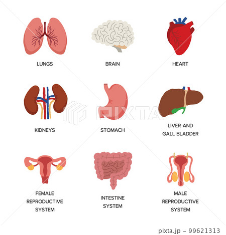 Internal organs. Human body anatomy organ icons, cartoon lungs and heart, urinary system and liver, reproductive function and brain, illustration 99621313