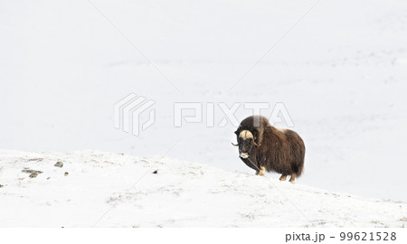 Musk Ox in Dovrefjell mountains in the cold winter, Norway. 99621528