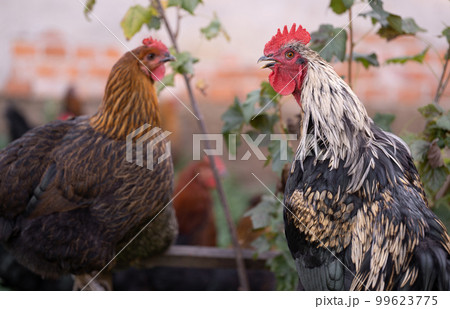 beautiful chickens and roosters outdoors in the yard. 99623775
