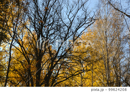 Branched large leafless tree in the shade in the autumn forest 99624208