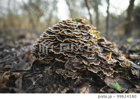 many mushroom parasites that grow on a tree or a stump Trametes versicolor 99624580