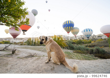 sad dog with balloons in cappadocia 99624746