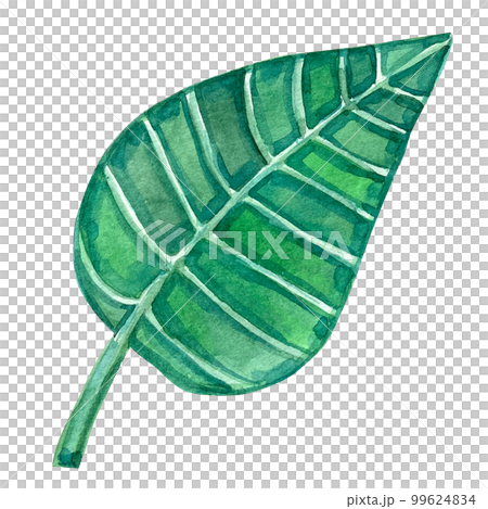 watercolor exotic leaf summer floral clipart 99624834