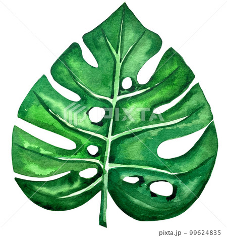 watercolor exotic leaf summer floral clipart 99624835