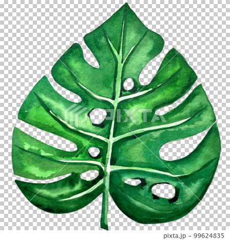 watercolor exotic leaf summer floral clipart 99624835