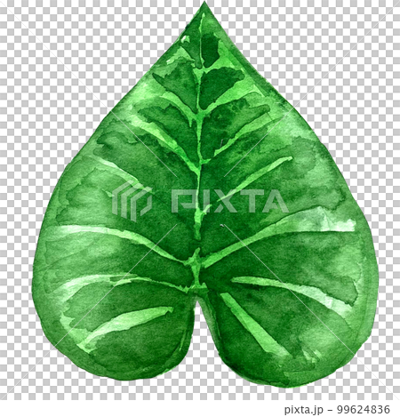 watercolor exotic leaf summer floral clipart 99624836