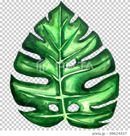watercolor exotic leaf summer floral clipart 99624837