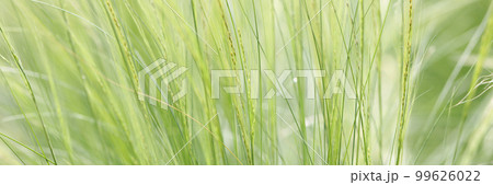 Farming with wet barley in morning closeup. Agriculture and farming 99626022