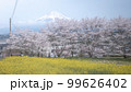 静岡県 興徳寺 富士山と桜と菜の花 99626402