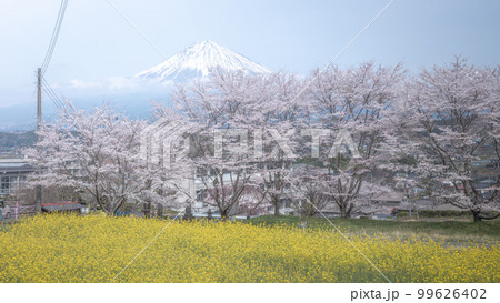 静岡県 興徳寺 富士山と桜と菜の花 静岡県 興徳寺 富士山と桜と菜の花 99626402