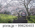 静岡県 興徳寺 富士山と桜と菜の花 99626403
