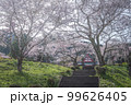静岡県 興徳寺 富士山と桜と菜の花 99626405