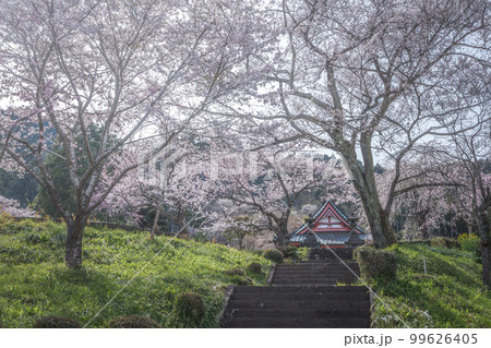 静岡県 興徳寺 富士山と桜と菜の花 静岡県 興徳寺 富士山と桜と菜の花 99626405