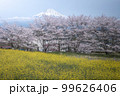 静岡県 興徳寺 富士山と桜と菜の花 99626406