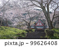 静岡県 興徳寺 富士山と桜と菜の花 99626408