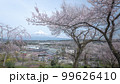 静岡県 興徳寺 富士山と桜と菜の花 99626410