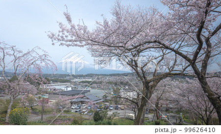 静岡県 興徳寺 富士山と桜と菜の花 静岡県 興徳寺 富士山と桜と菜の花 99626410