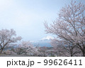 静岡県 興徳寺 富士山と桜と菜の花 99626411
