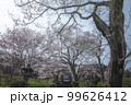 静岡県 興徳寺 富士山と桜と菜の花 99626412