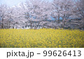 静岡県 興徳寺 富士山と桜と菜の花 99626413