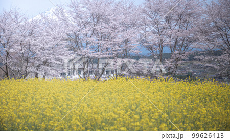 静岡県 興徳寺 富士山と桜と菜の花 99626413