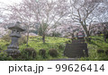 静岡県 興徳寺 富士山と桜と菜の花 99626414