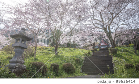 静岡県 興徳寺 富士山と桜と菜の花 静岡県 興徳寺 富士山と桜と菜の花 99626414