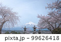 静岡県 興徳寺 富士山と桜と菜の花 99626418