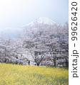 静岡県 興徳寺 富士山と桜と菜の花 99626420