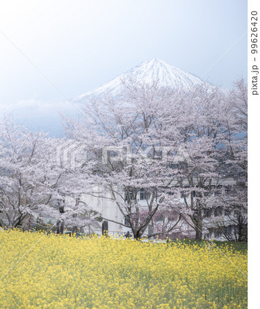 静岡県 興徳寺 富士山と桜と菜の花 静岡県 興徳寺 富士山と桜と菜の花 99626420