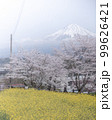 静岡県 興徳寺 富士山と桜と菜の花 99626421