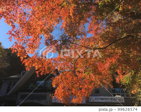 高尾山ケーブルカー•リフト清滝駅(※山麓)付近のもみじの紅葉(その1) 高尾山ケーブルカー•リフト清滝駅(※山麓)付近のもみじの紅葉(その1) 99626574