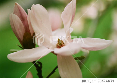 beautiful pink magnolia flower on blooming tree in spring 99626834