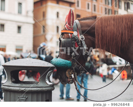 close-up portrait of a horse dressed in traditional decoration and eyes closed in the city center. close-up portrait of a horse dressed in traditional decoration and eyes closed in the city center. 99626848