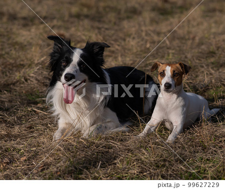 Dog jack russell terrier and border collie lie on yellow autumn grass. Dog jack russell terrier and border collie lie on yellow autumn grass. 99627229