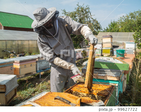 Male beekeeper working in his apiary on a bee farm, beekeeping concept 99627722