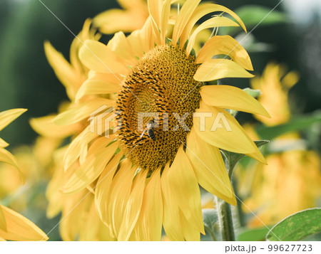 honey bee pollinating sunflower plant close up. Apiary and honey concept 99627723