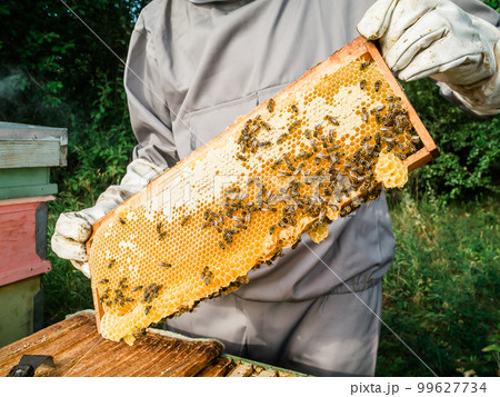 Beekeeper removing honeycomb from beehive. Person in beekeeper suit taking honey from hive. Farmer wearing bee suit working with honeycomb in apiary. Beekeeping in countryside - organic farming Beekeeper removing honeycomb from beehive. Person in beekeeper suit taking honey from hive. Farmer wearing bee suit working with honeycomb in apiary. Beekeeping in countryside - organic farming 99627734
