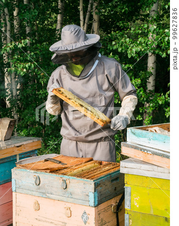 Male beekeeper working in his apiary on a bee farm, beekeeping concept 99627836